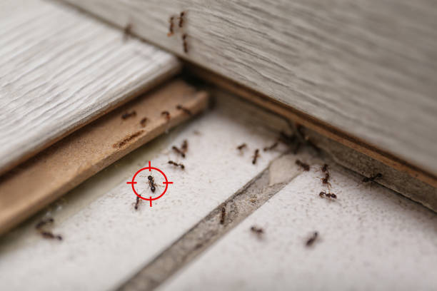 Best Pest Prevention Services  in Nampa, ID