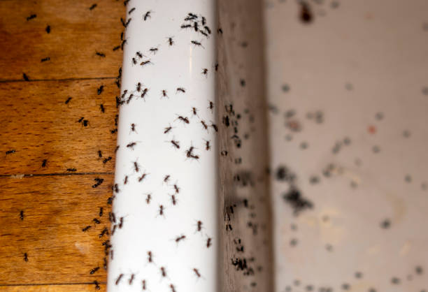 Best Cockroach Control Services  in Nampa, ID