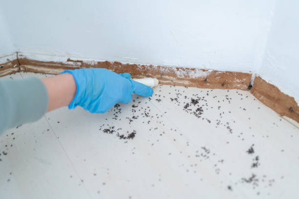 Best Affordable Pest Control Services  in Nampa, ID